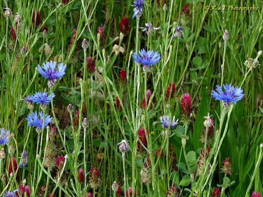 {Cyanus segetum}